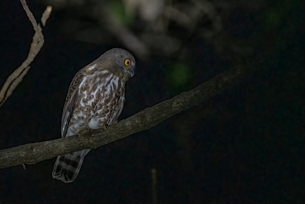 Brown Hawk Owl