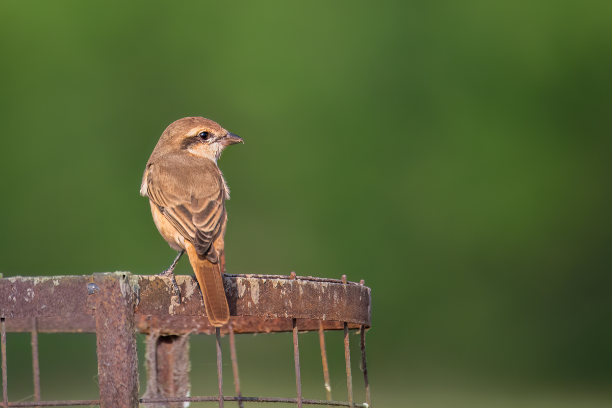 Isabelline Shrike
