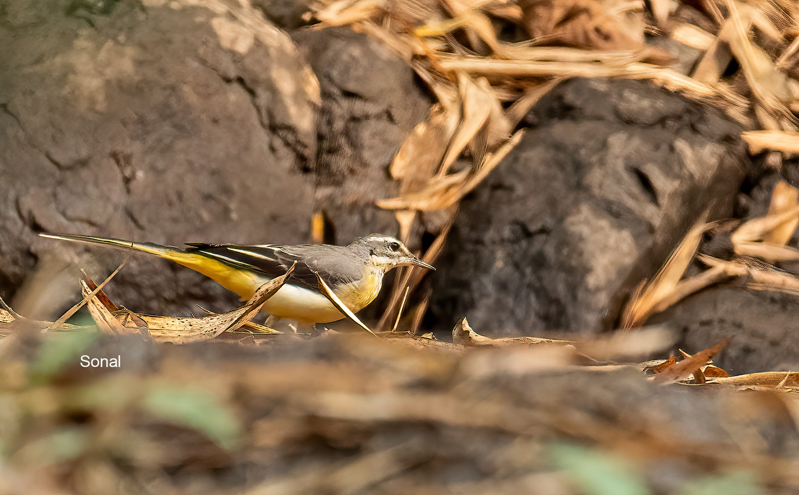 Grey Wagtail