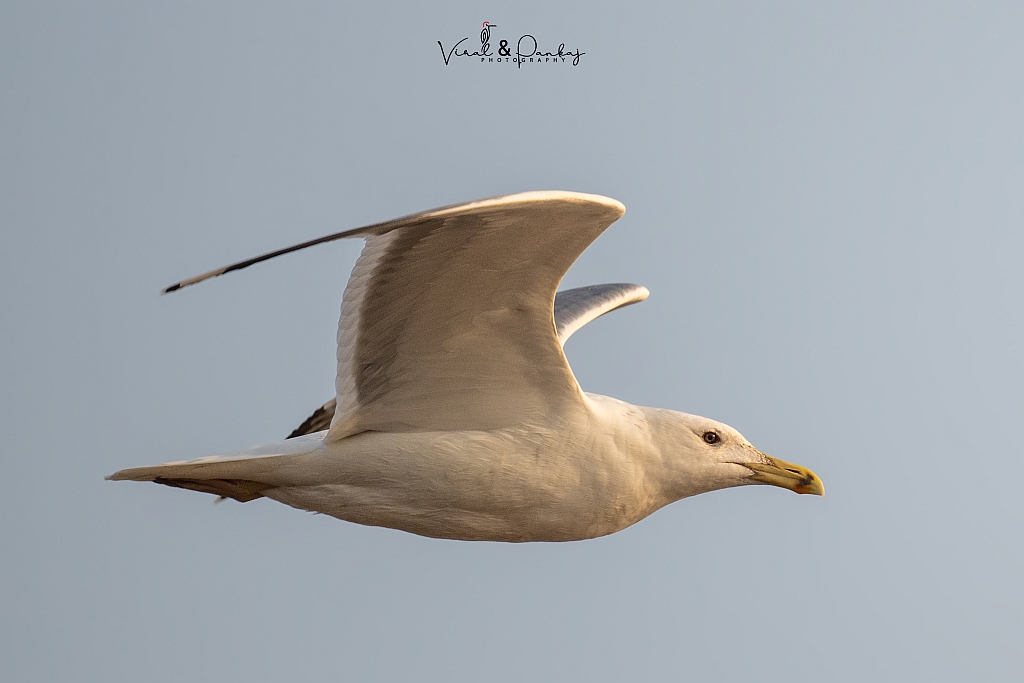 Heuglin's Gull 