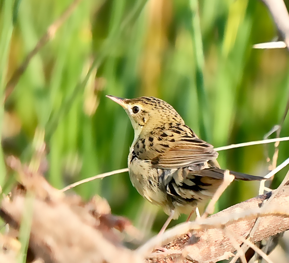 Grasshopper Warbler