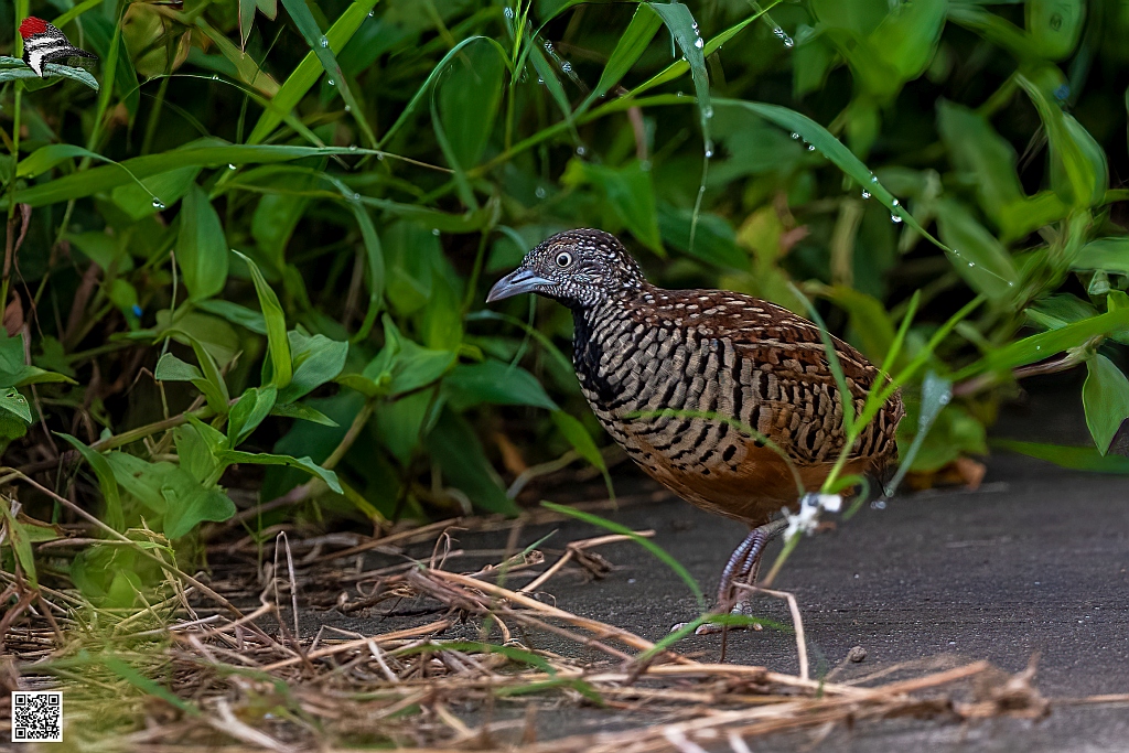 Barred Button Quail