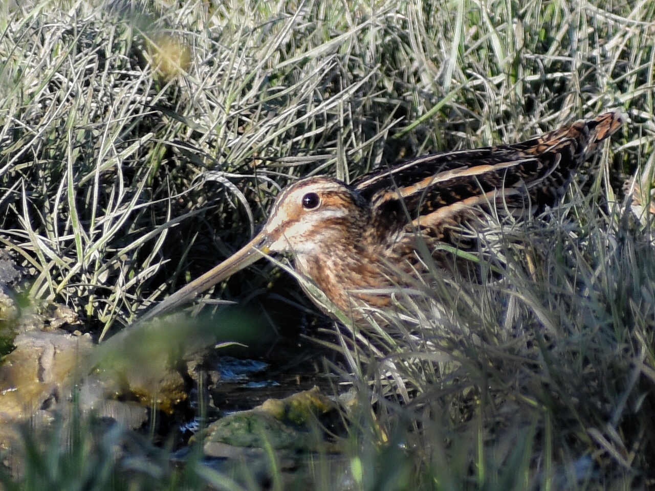 Common Snipe