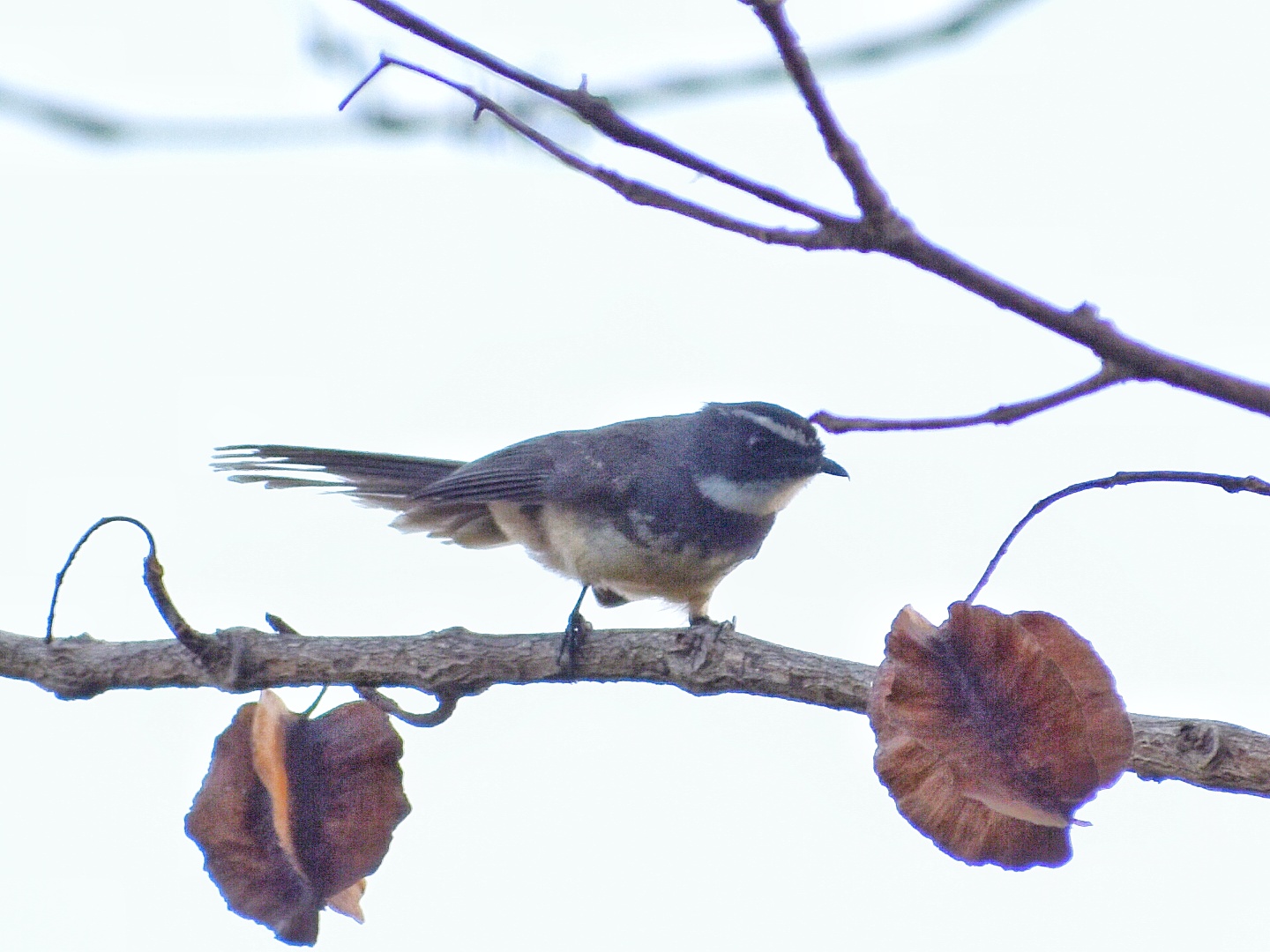 White-throated Fantail 