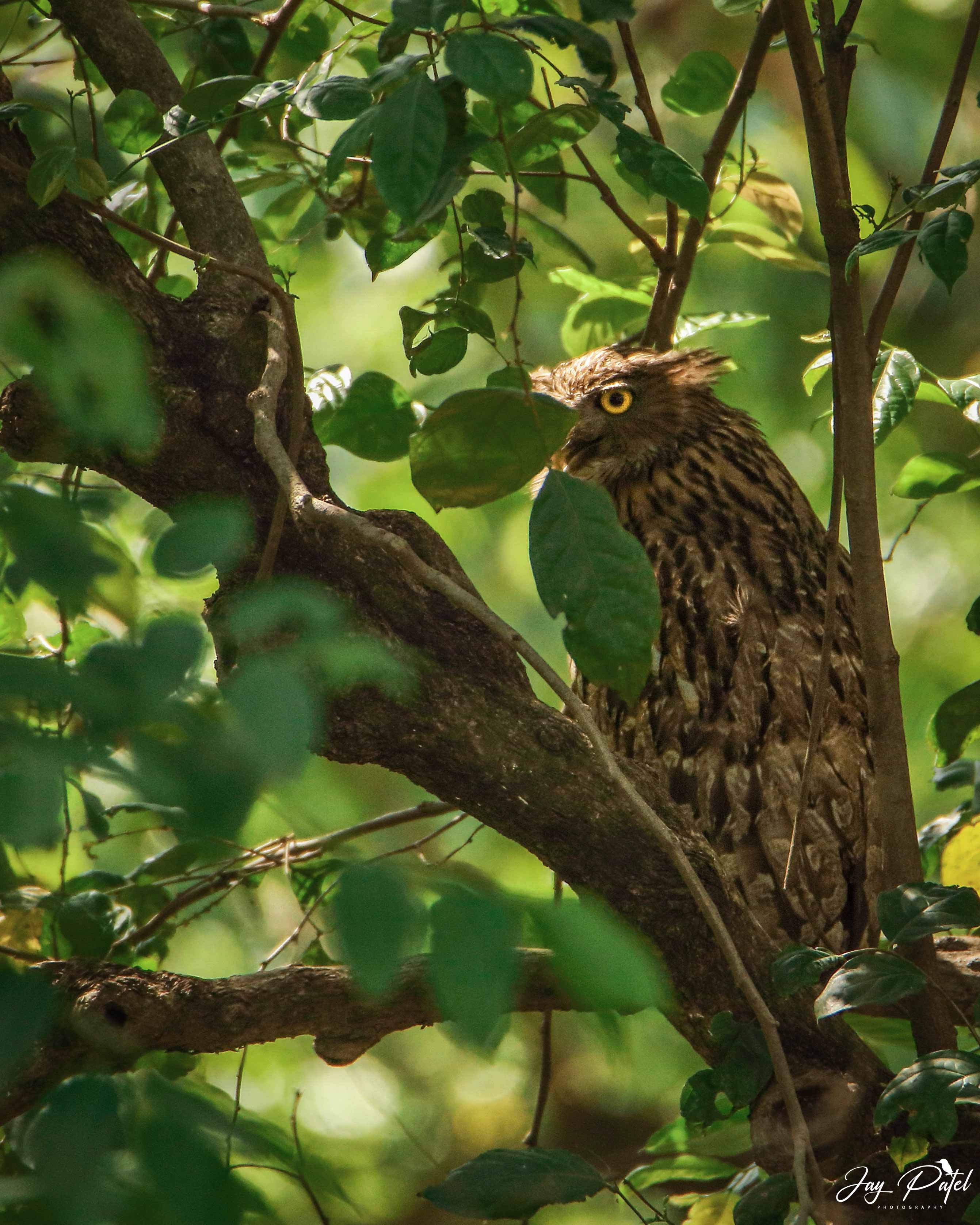 Brown Fish Owl