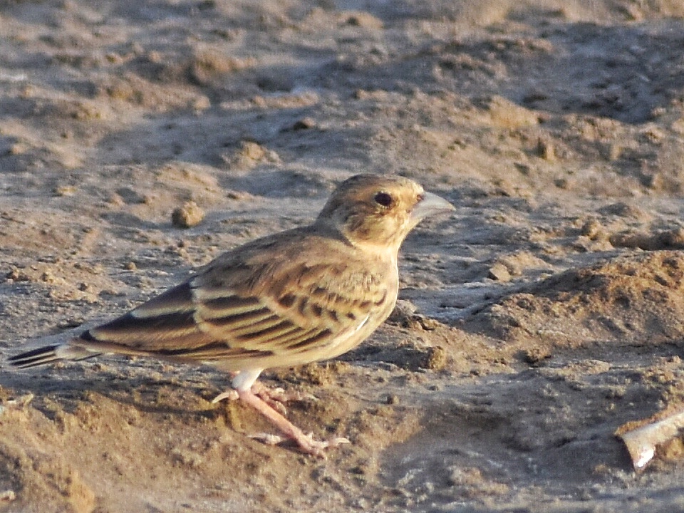 Black-crowned Sparrow Lark