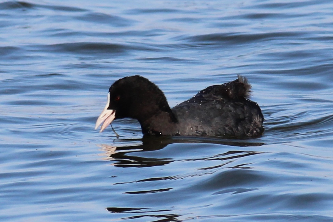 Eurasian Coot