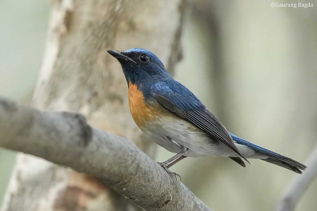 Blue-throated Blue Flycatcher