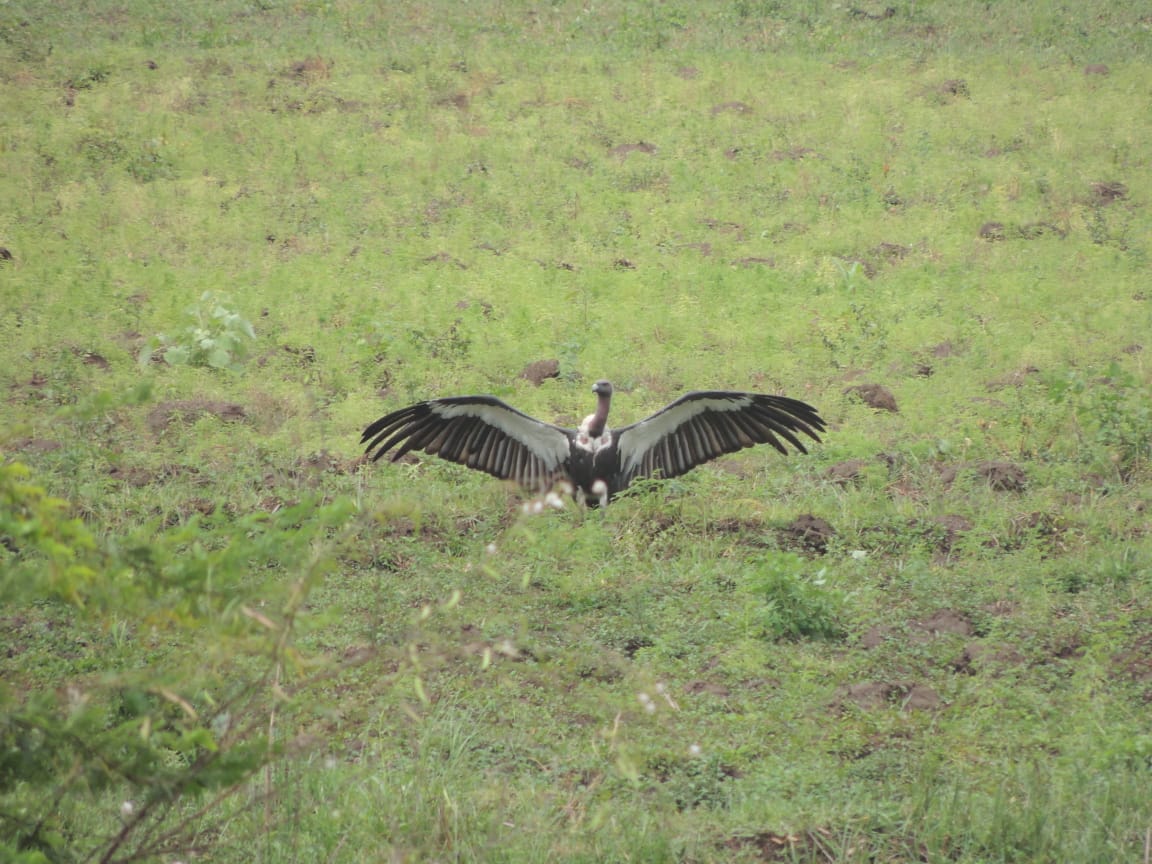 White-rumped Vulture