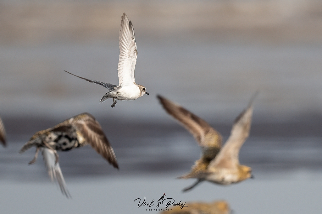 Lesser Sand Plover