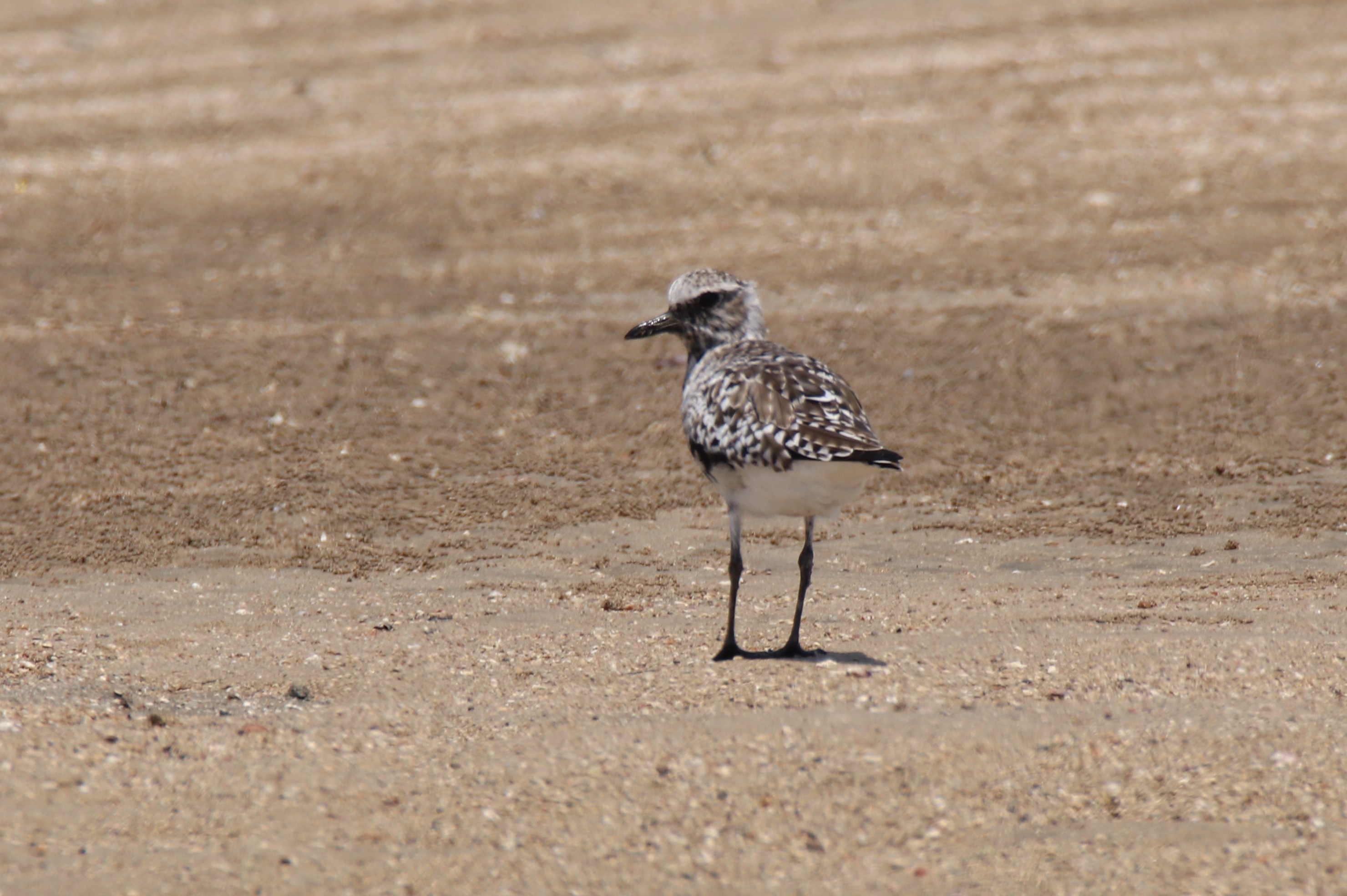 Grey Plover