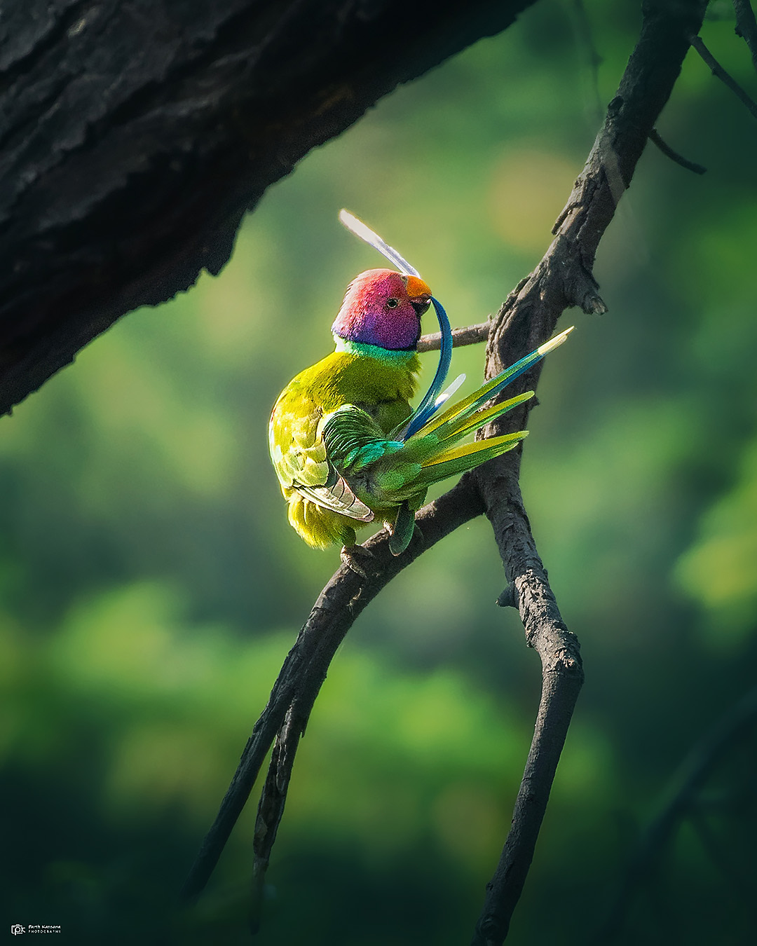 Plum-headed Parakeet