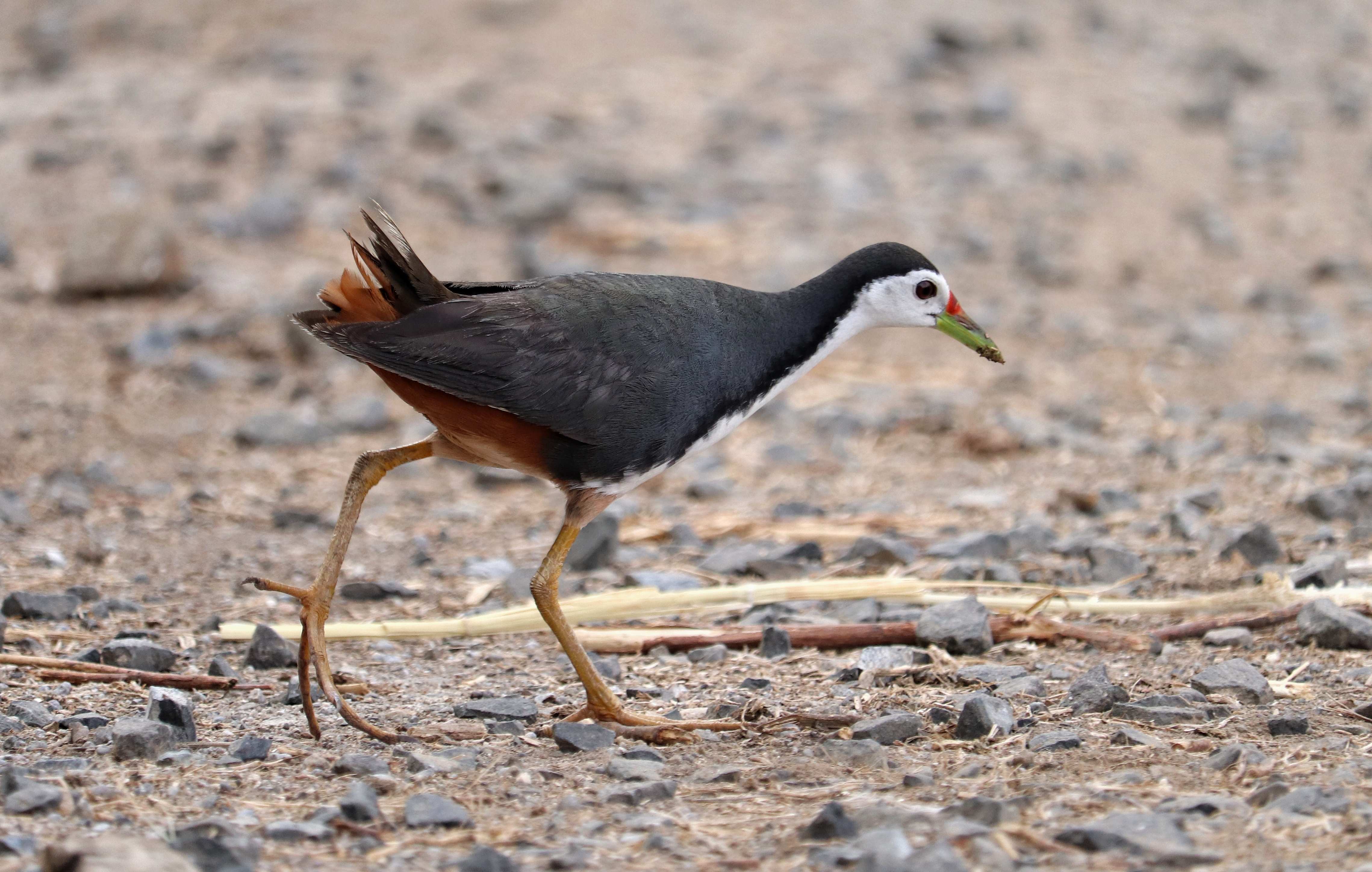 White-breasted Waterhen