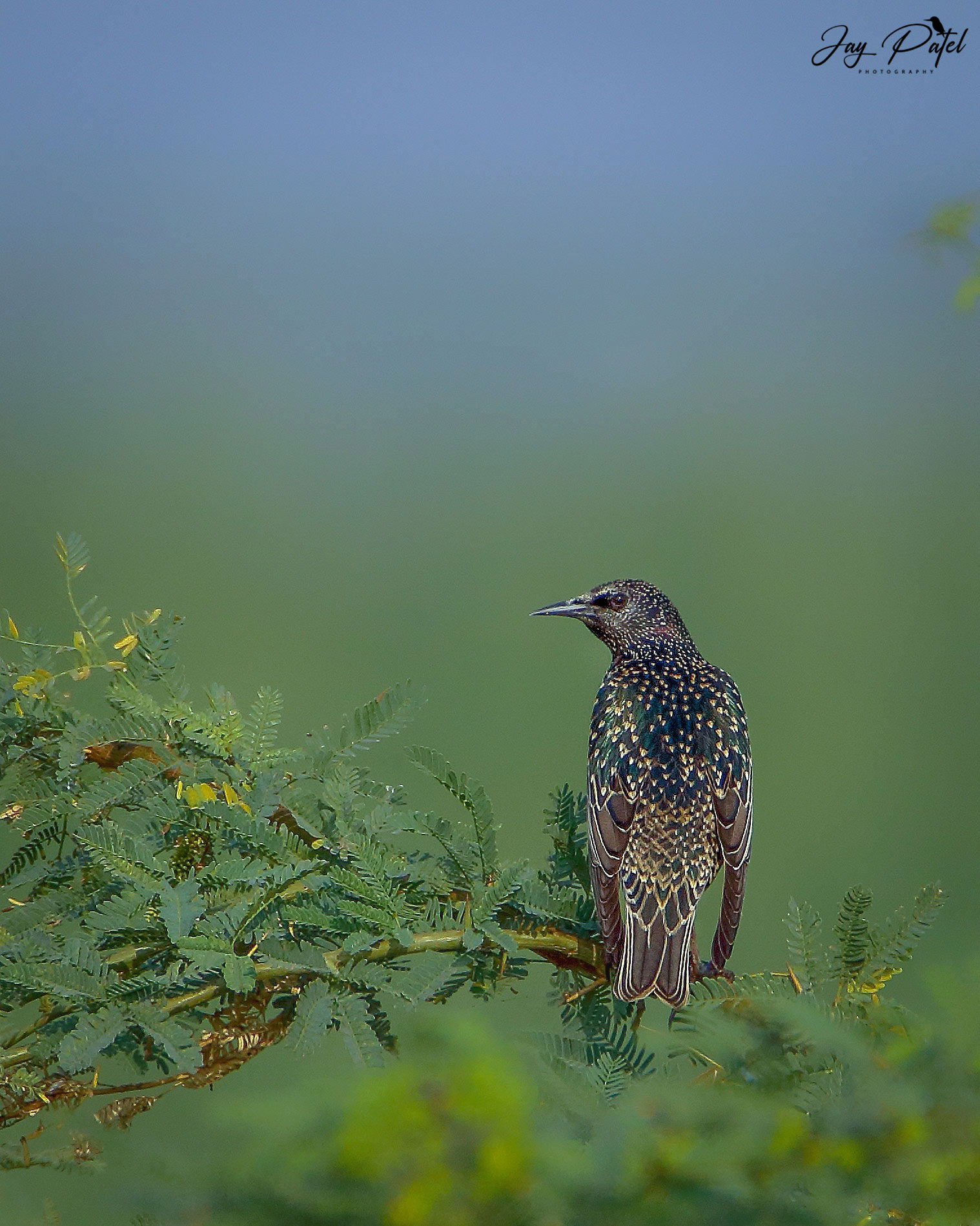 Common Starling
