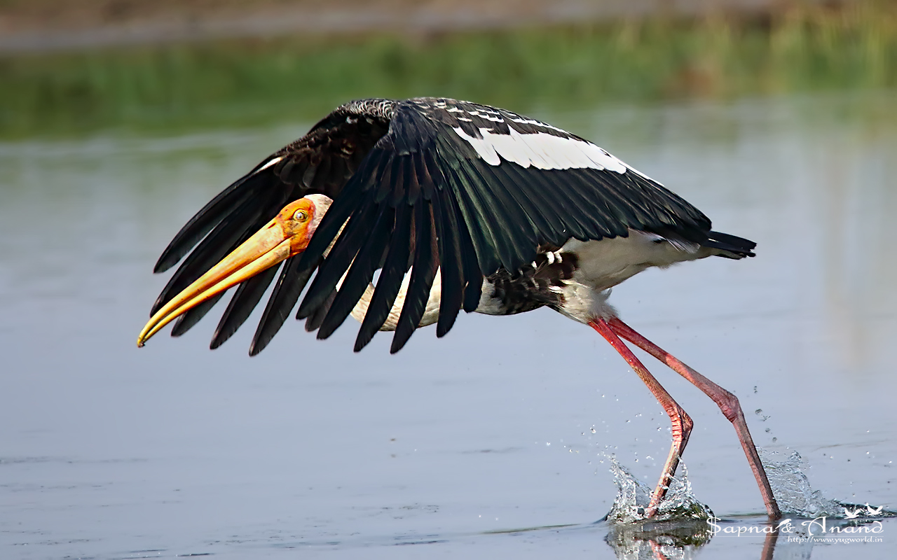 Painted Stork