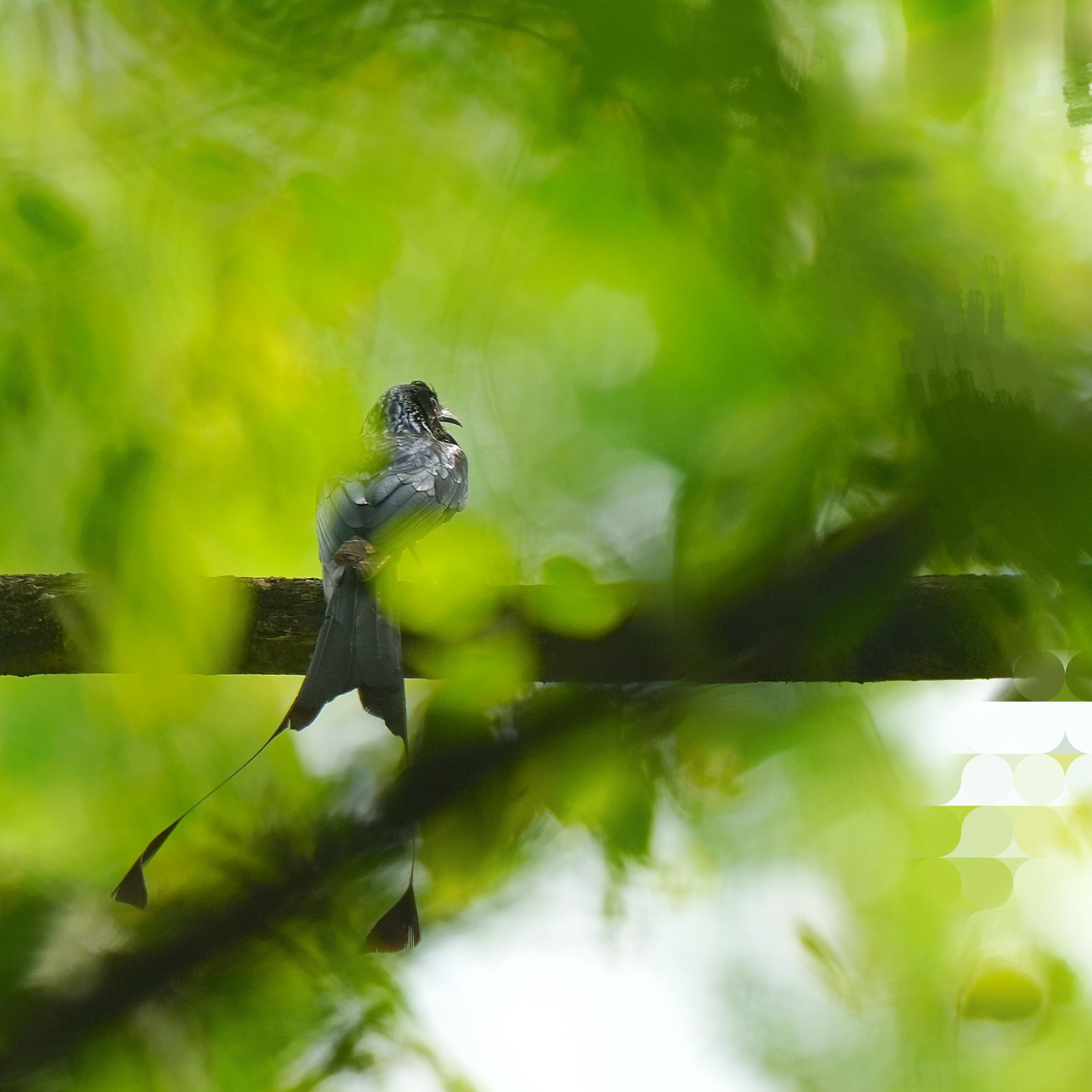 Greater Racket-tailed Drongo