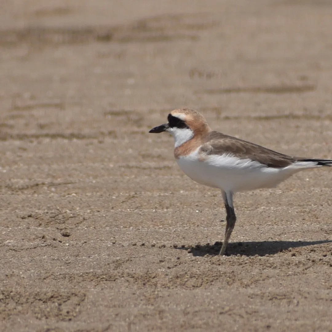 Greater Sand Plover