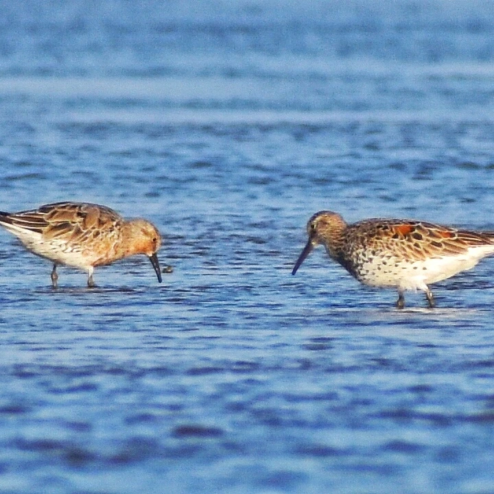 Great Knot 