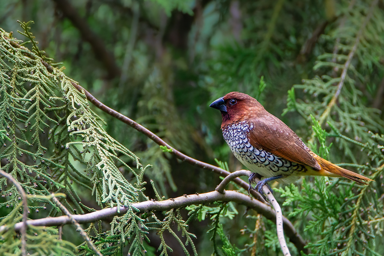 Scaly-breasted Munia