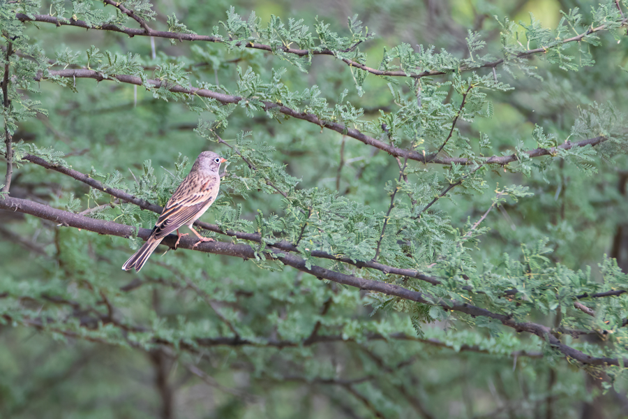 Grey Necked Bunting