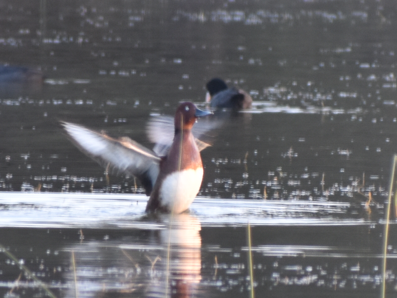 Ferruginous Duck