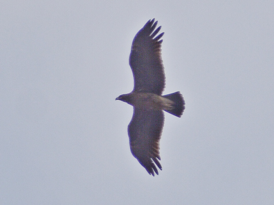 Bonelli's Eagle
