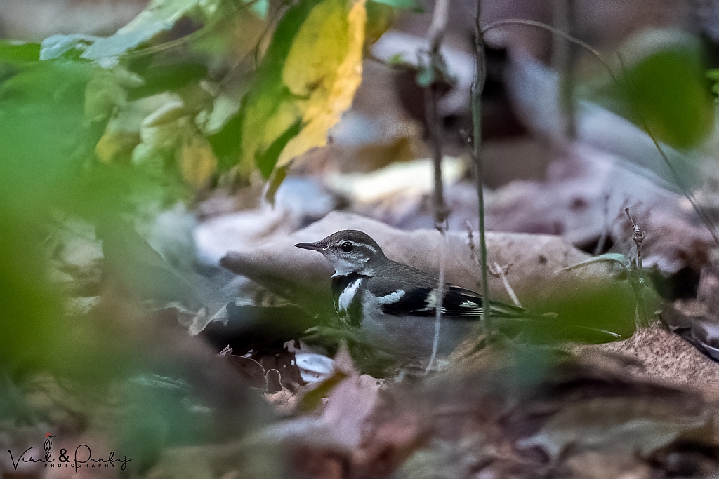 Forest Wagtail
