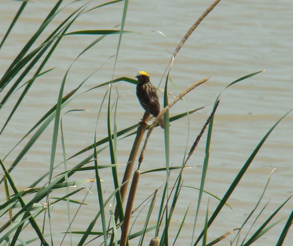 Streaked Weaver