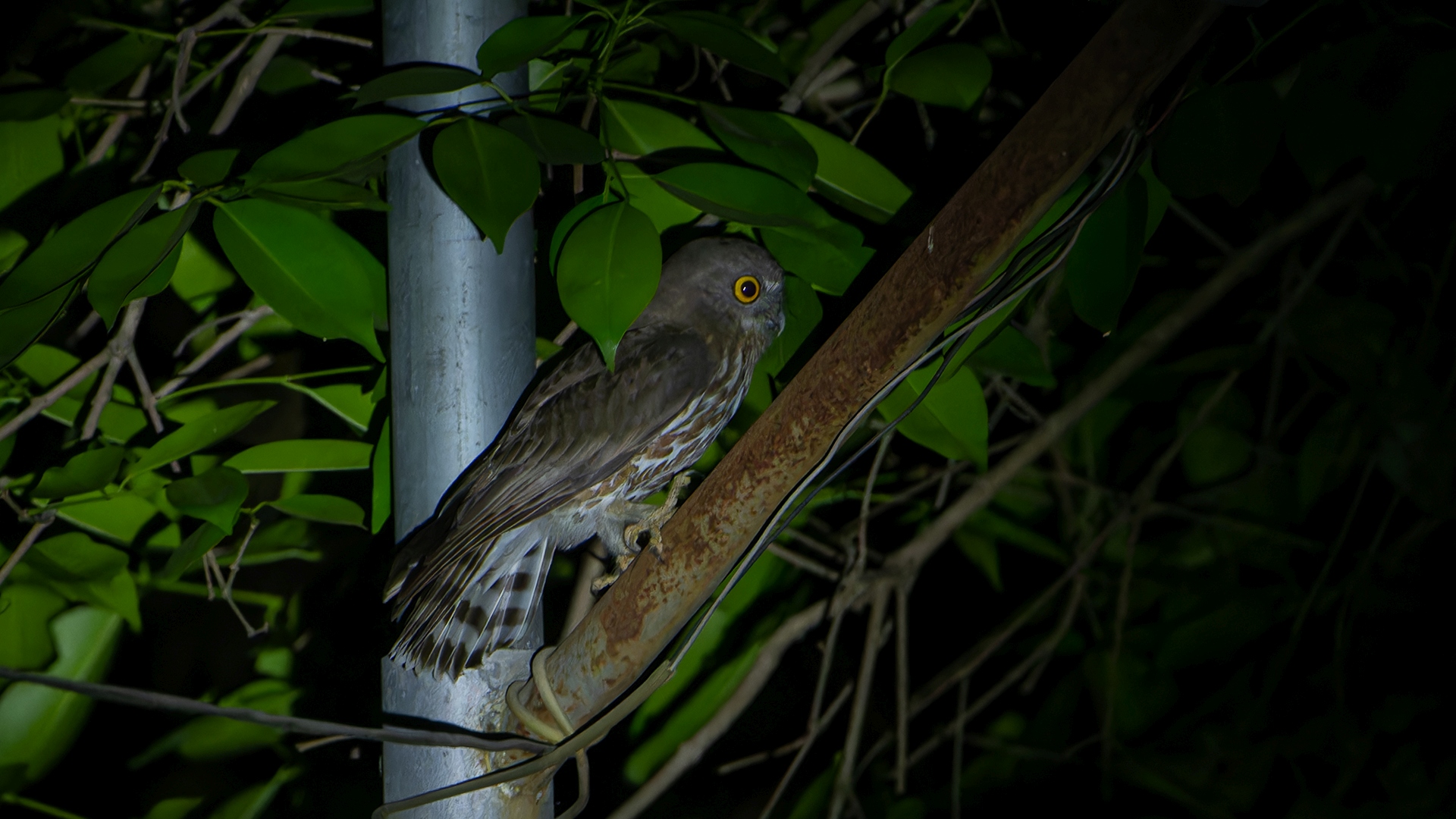 Brown Hawk Owl