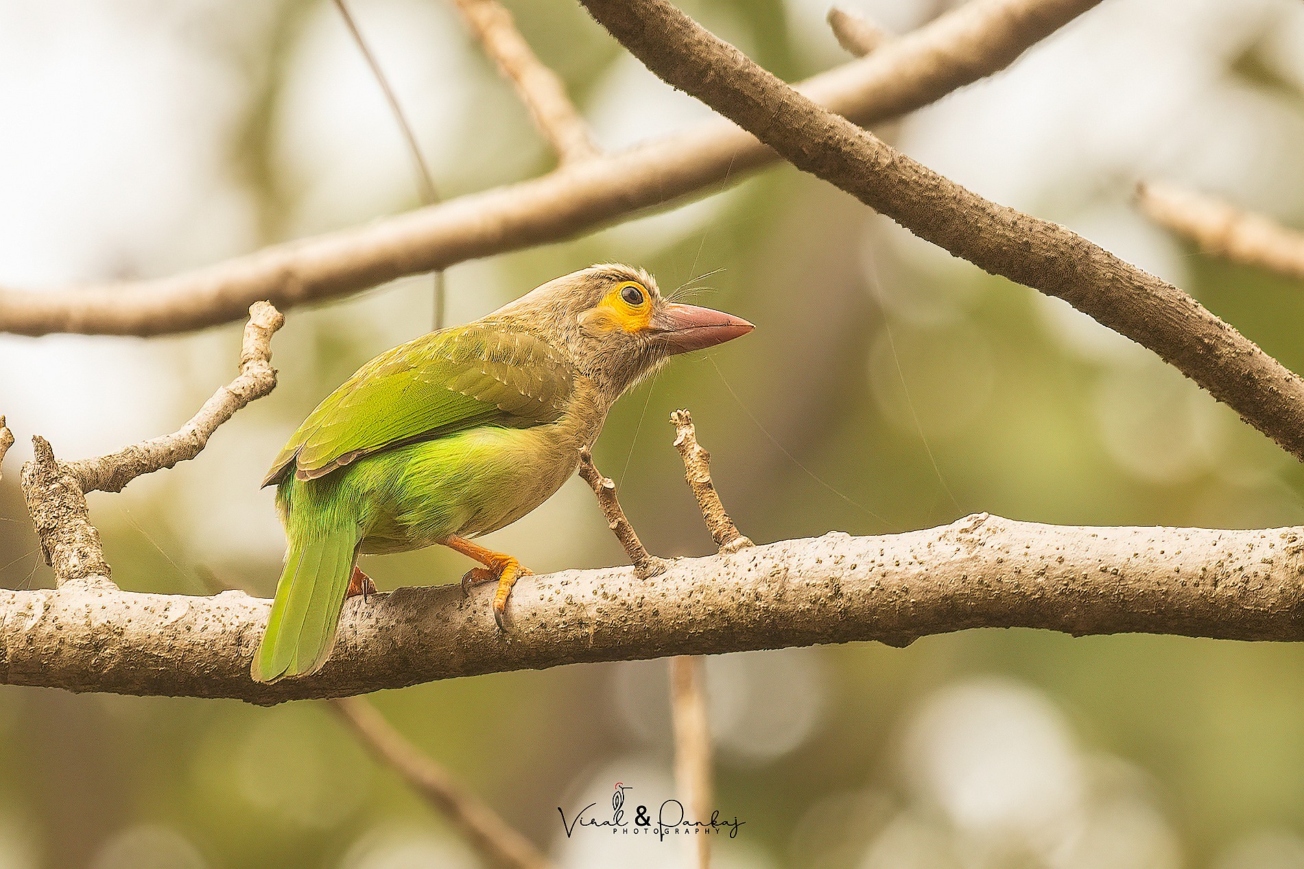 Brown-headed Barbet