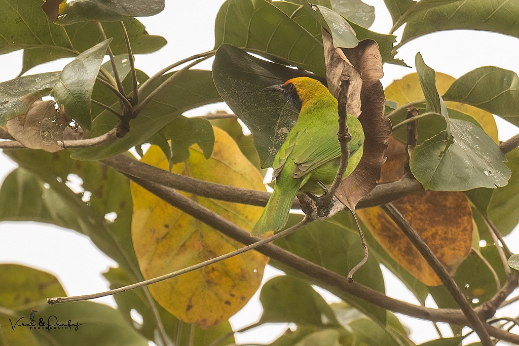 Gold-fronted Leafbird