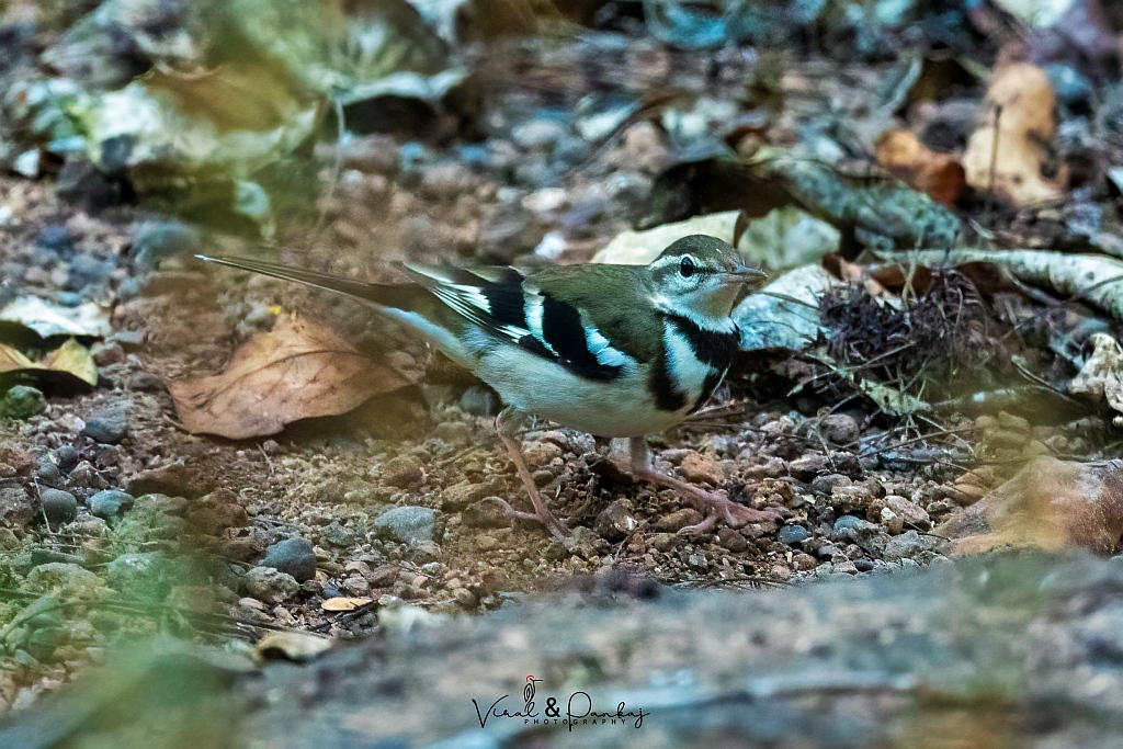Forest Wagtail