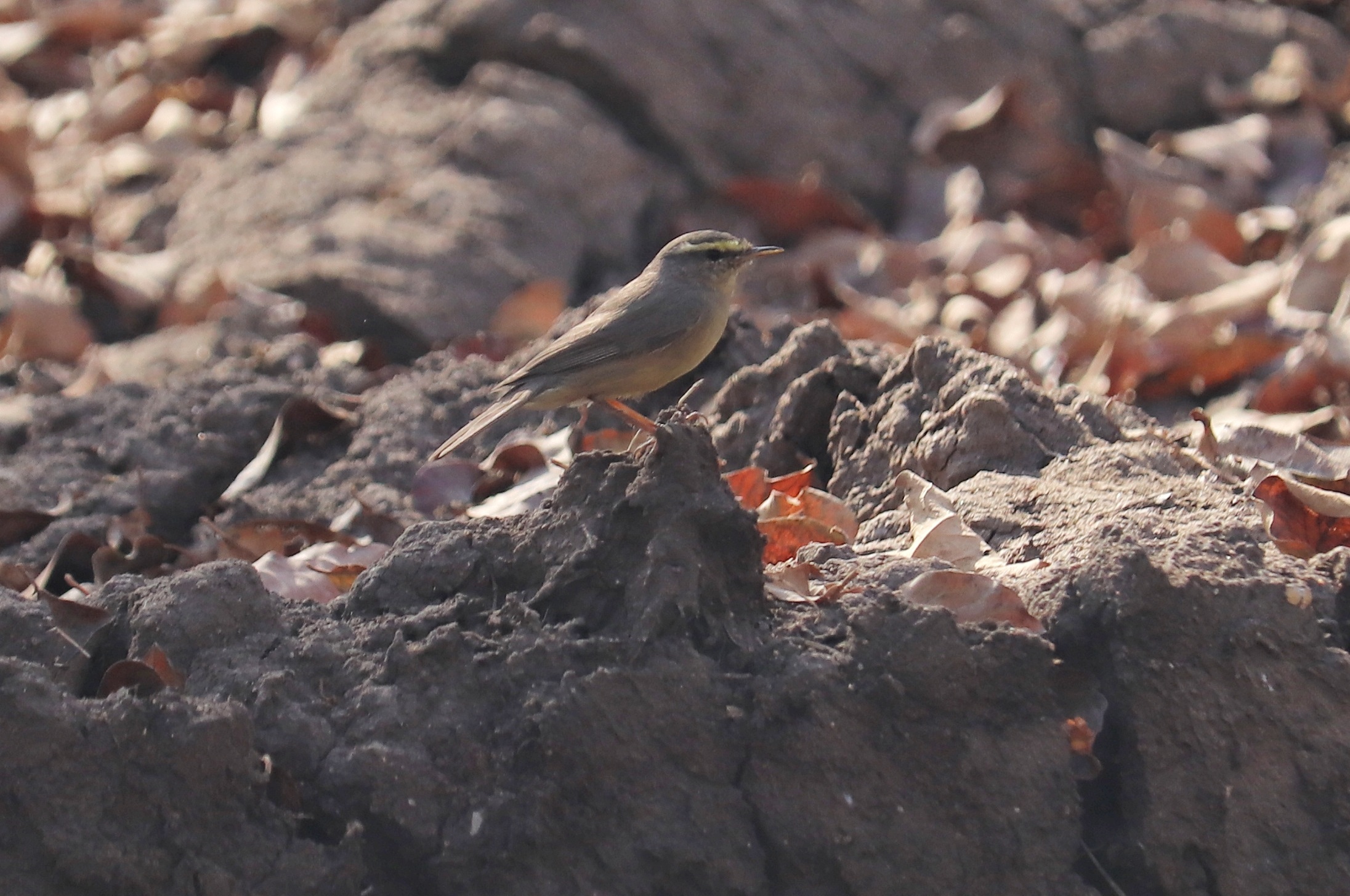 Sulphur-bellied Warbler