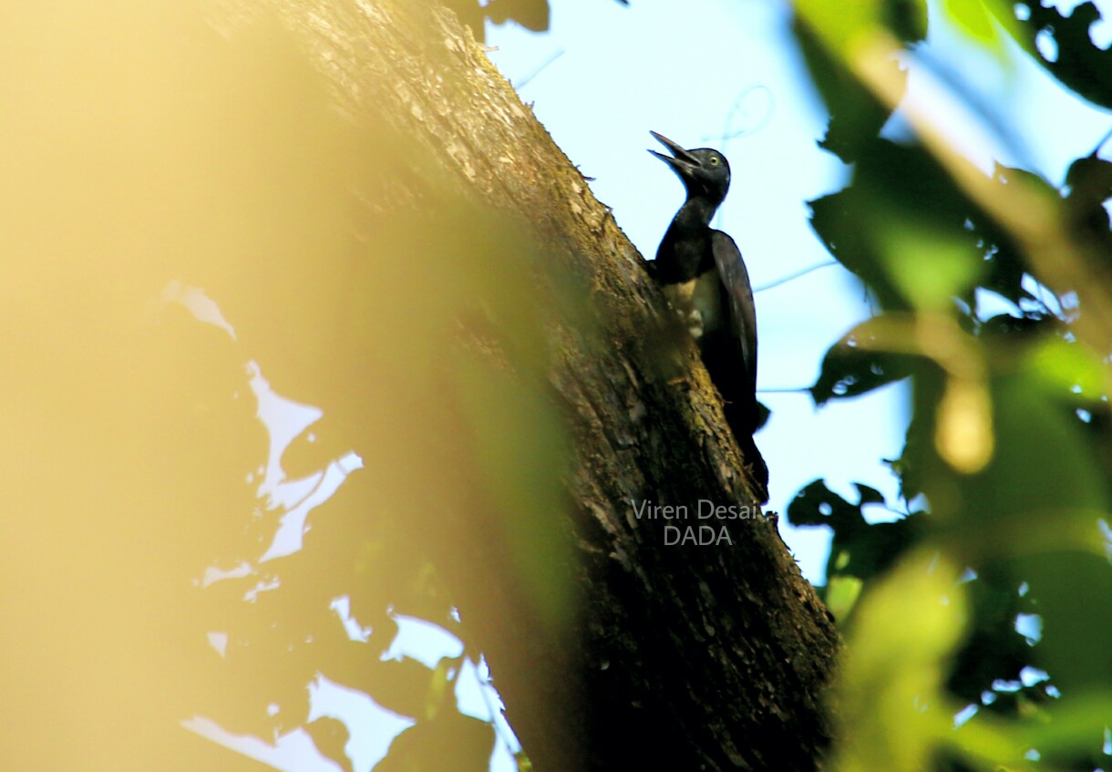 White-bellied Woodpecker