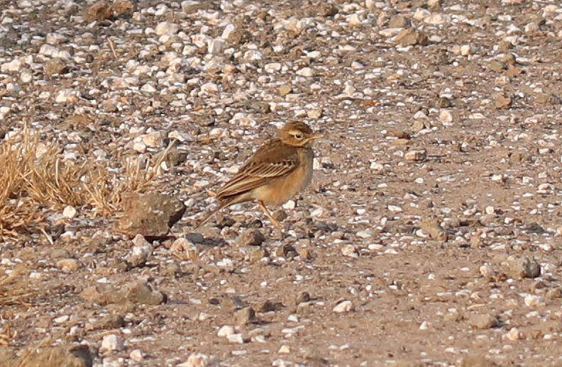 Tawny Pipit