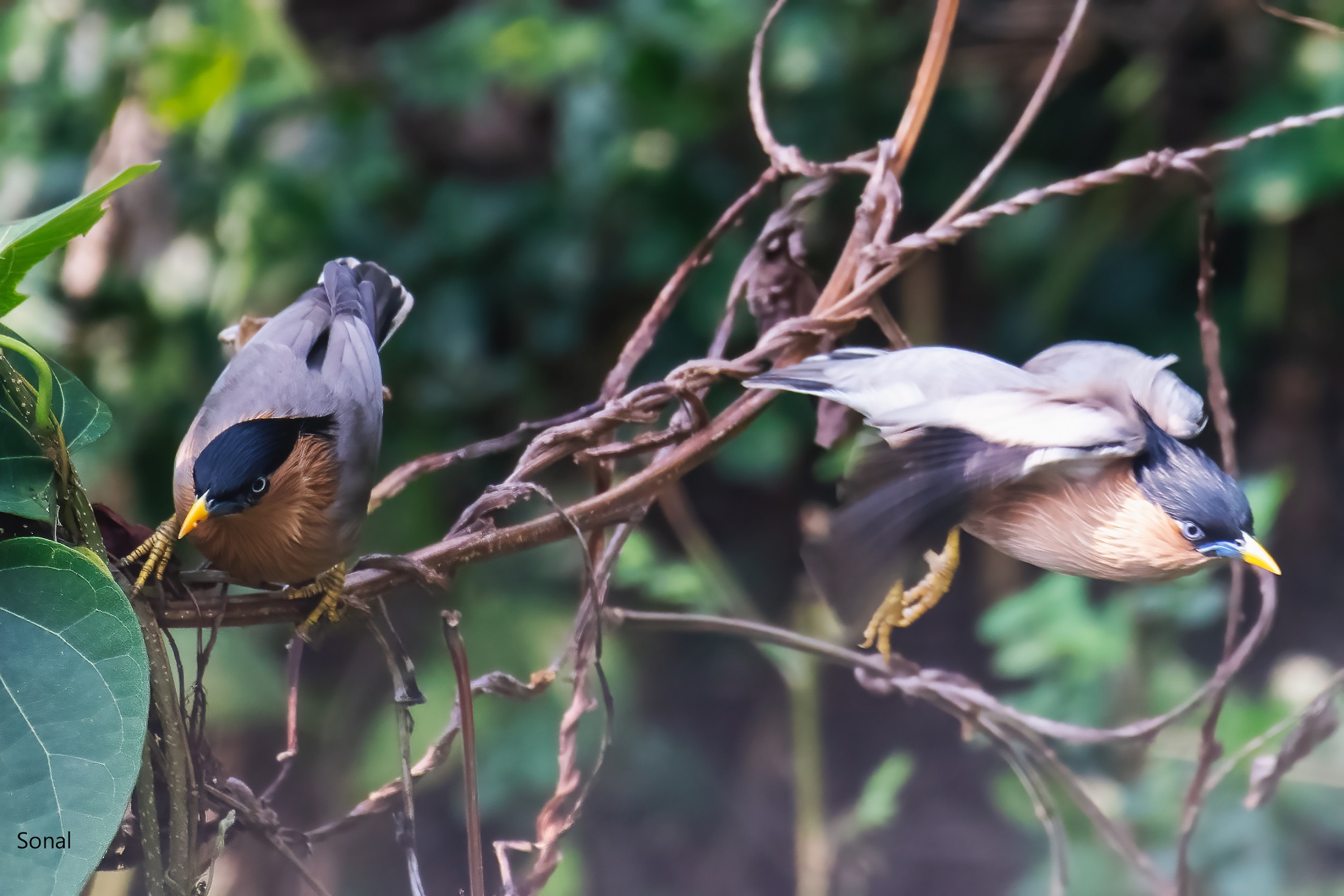Brahminy Starling