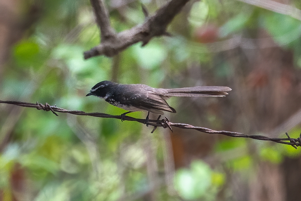 White-throated Fantail 