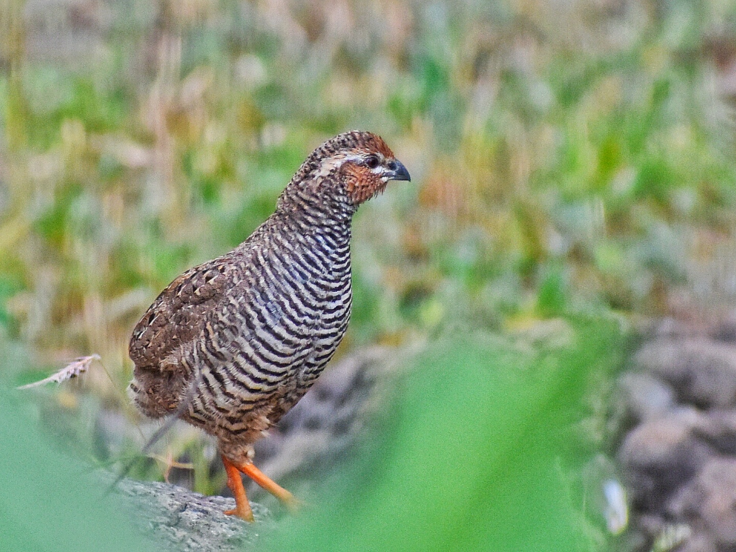 Rock Bush Quail