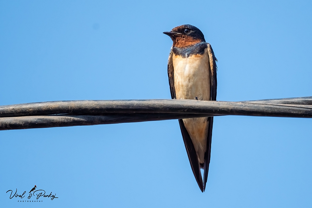Barn Swallow