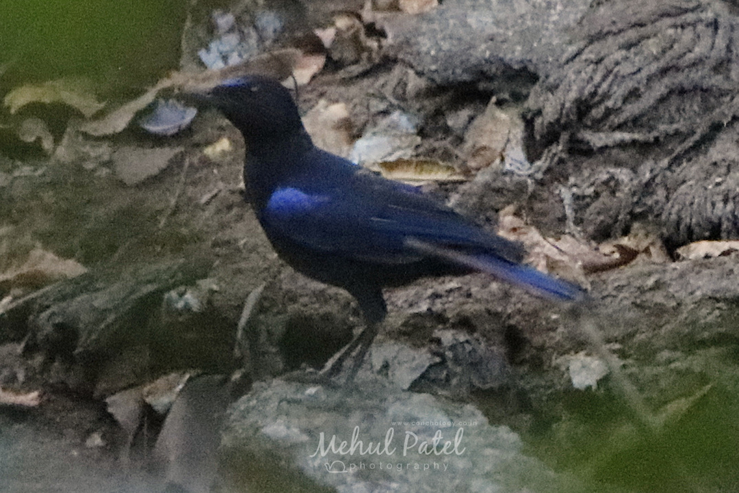 Malabar Whistling Thrush