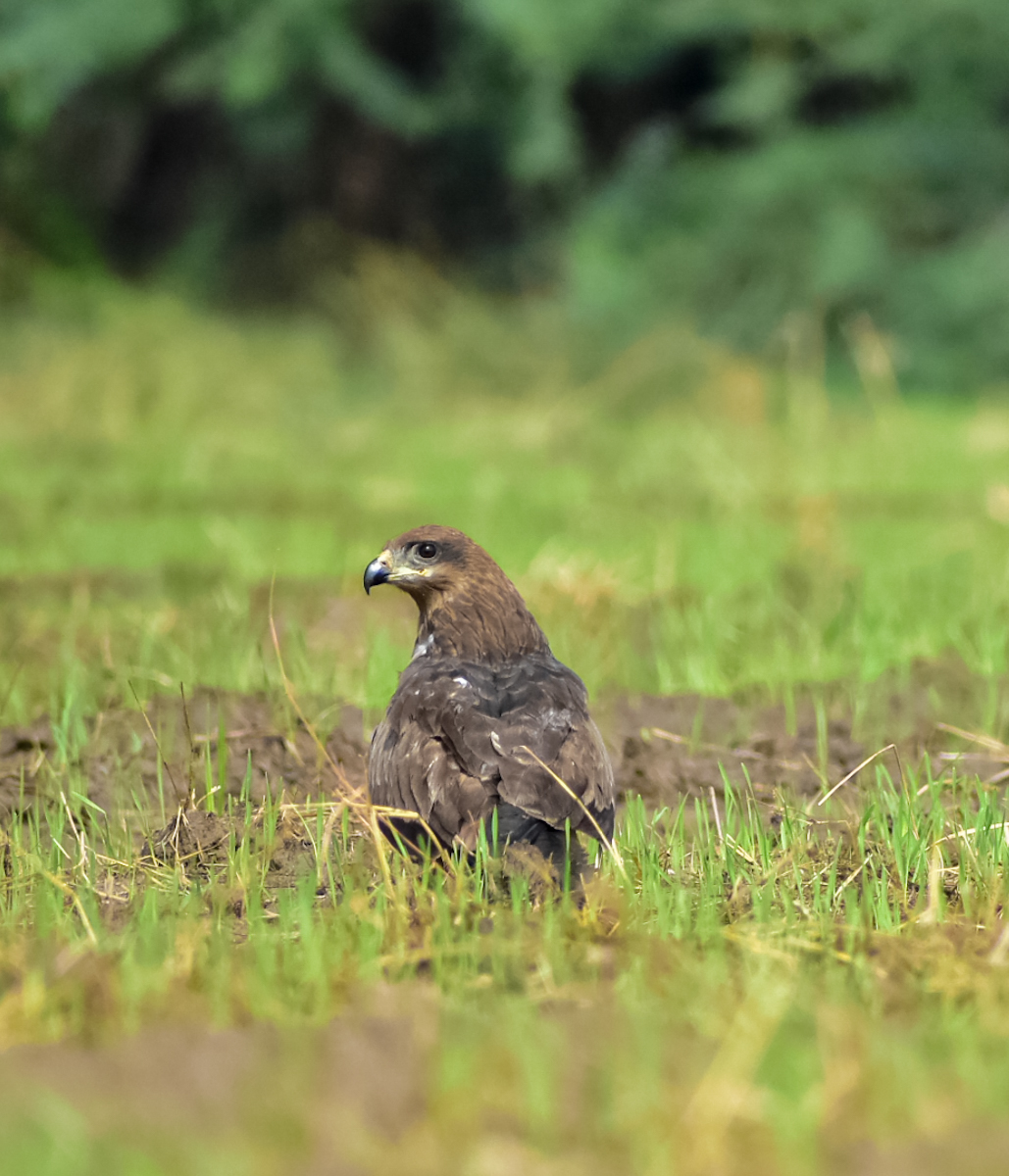 Black Kite