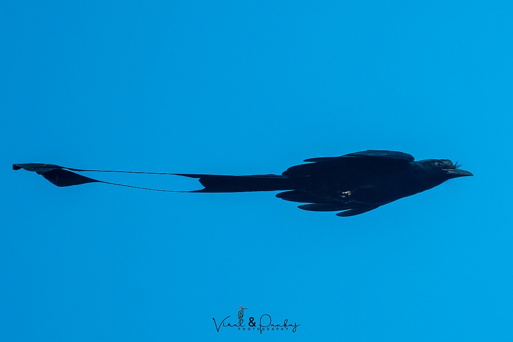 Greater Racket-tailed Drongo