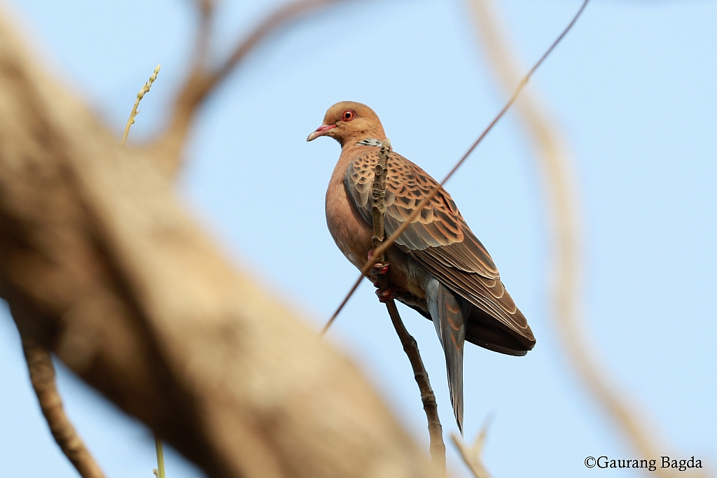 Oriental Turtle Dove