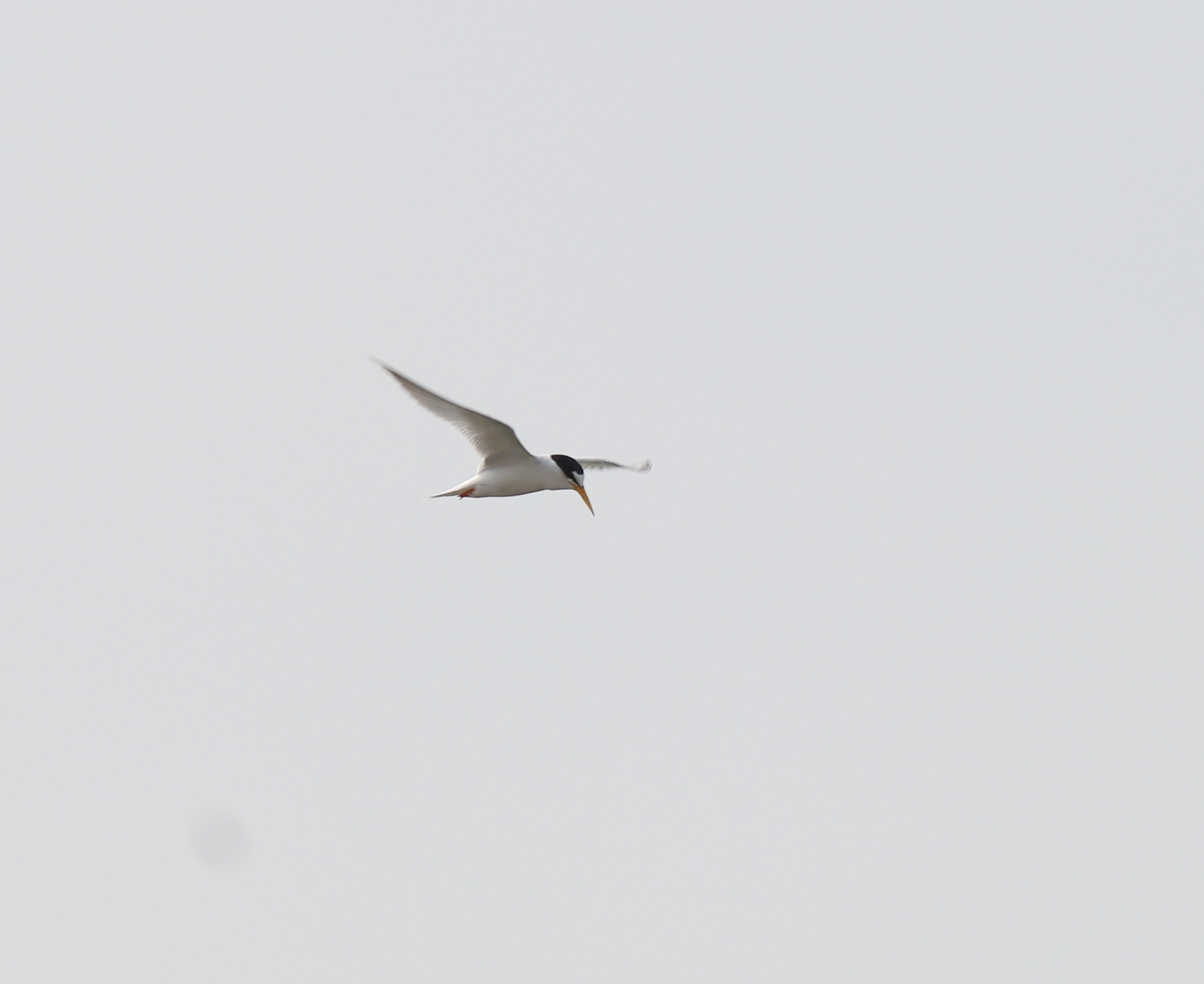 Little Tern