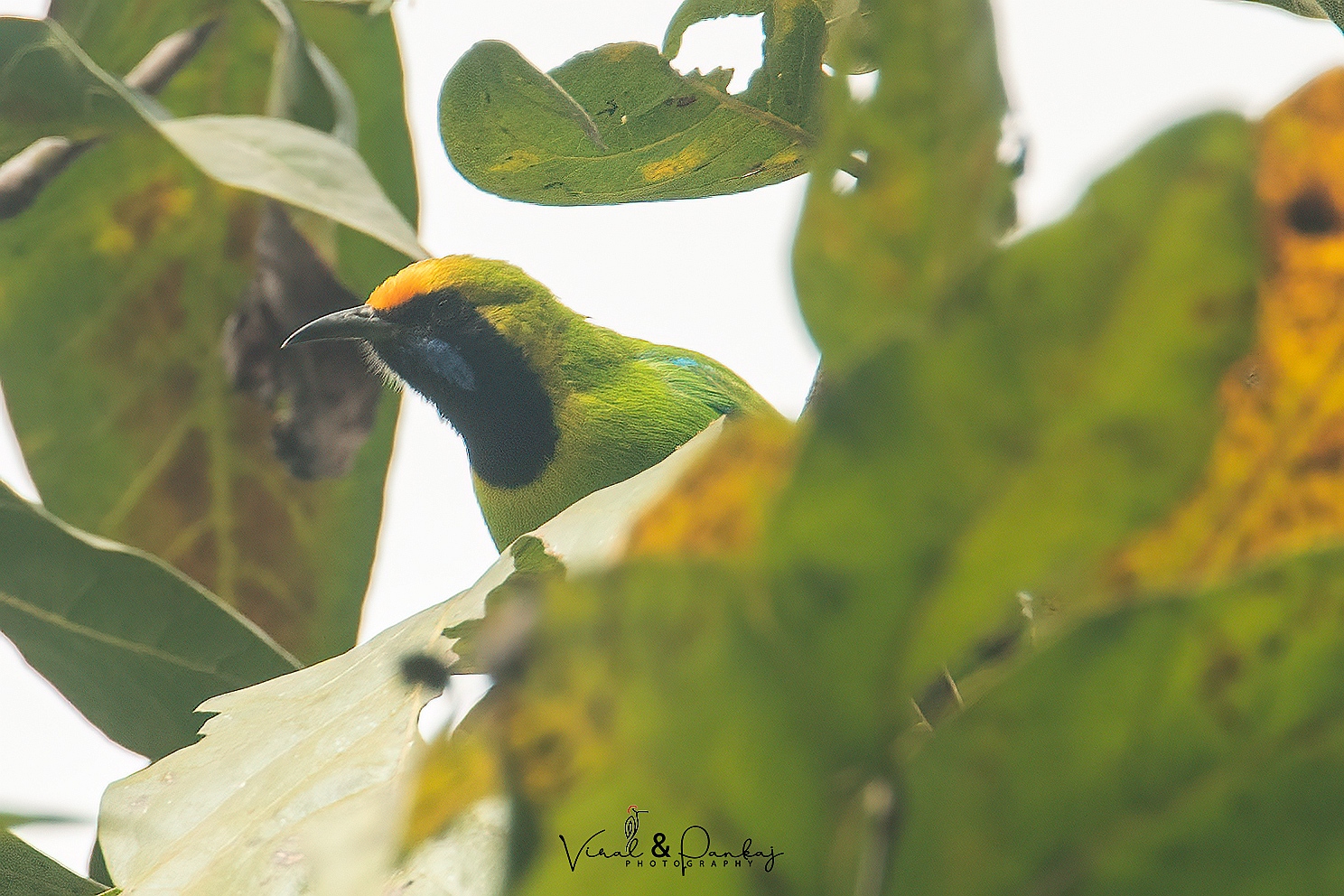 Gold-fronted Leafbird