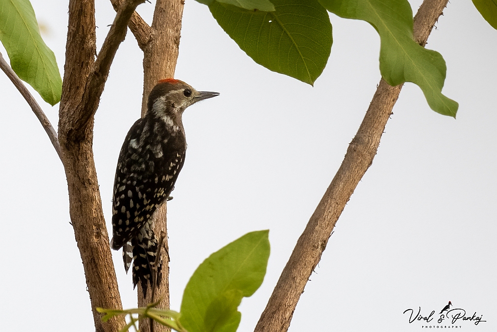 Yellow-crowned Woodpecker