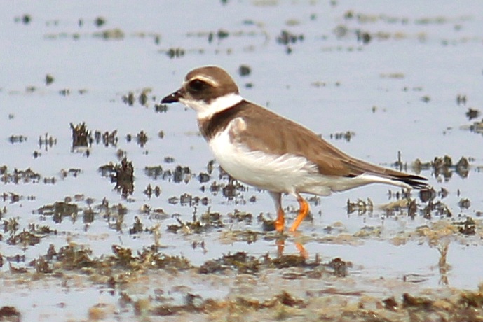 Common Ringed Plover