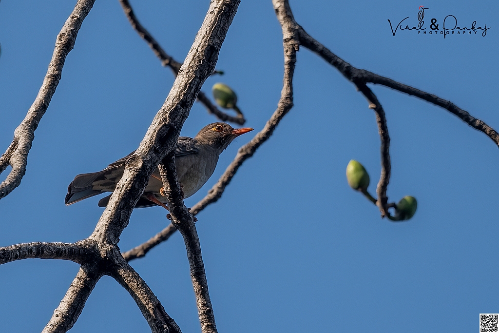 Indian Blackbird 