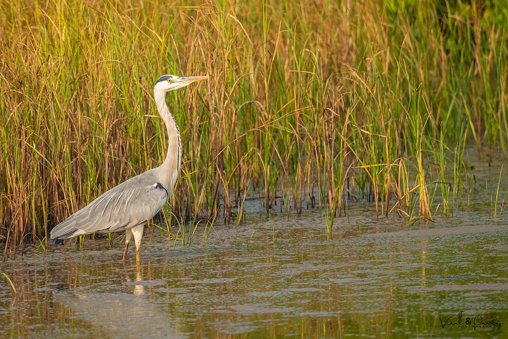 Grey Heron