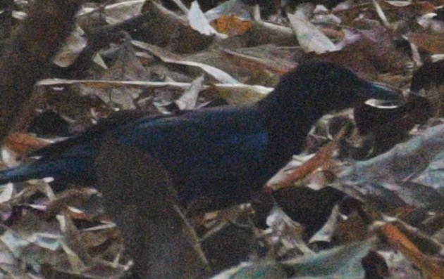 Malabar Whistling Thrush